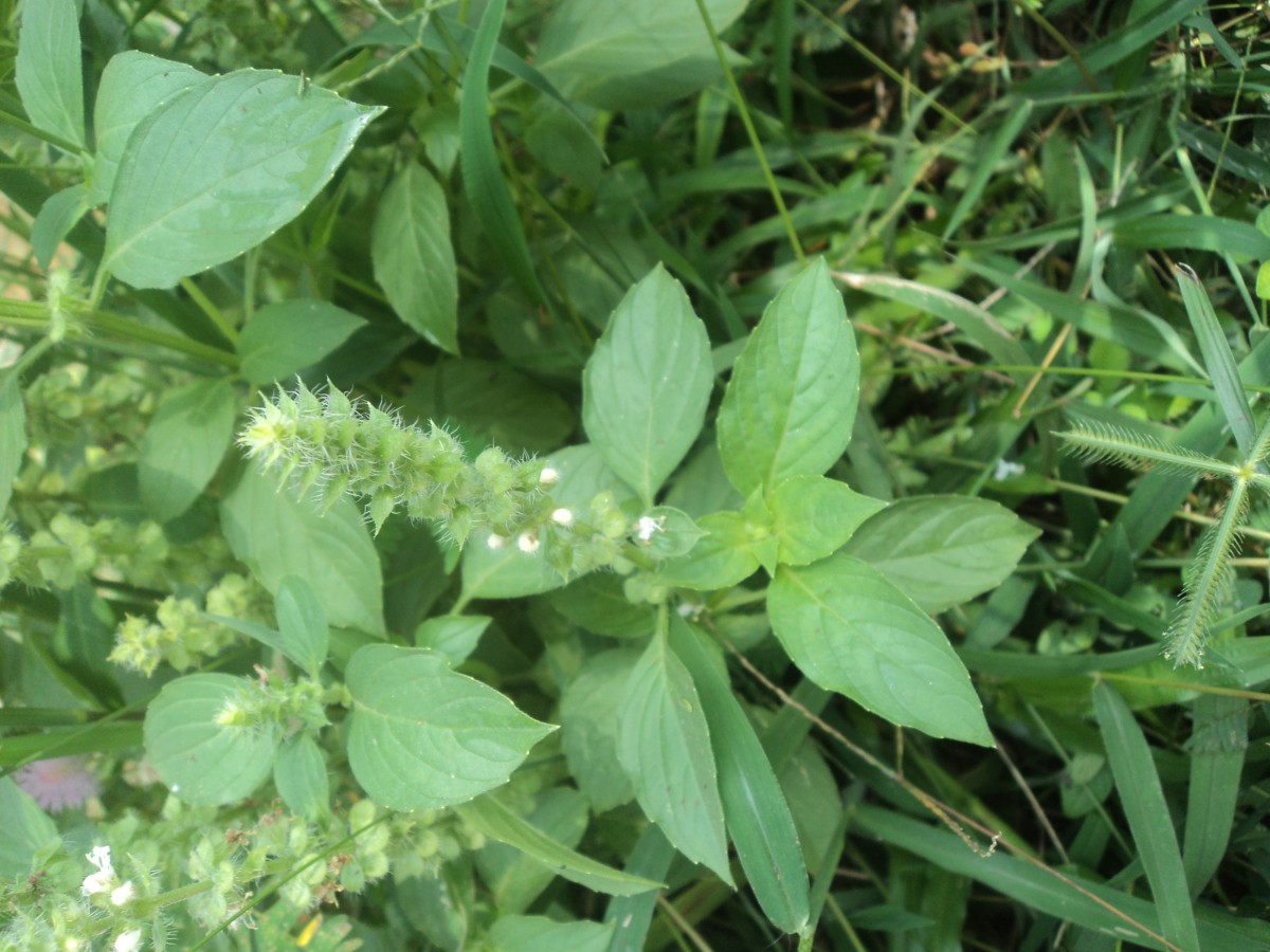 Ocimum americanum L.
